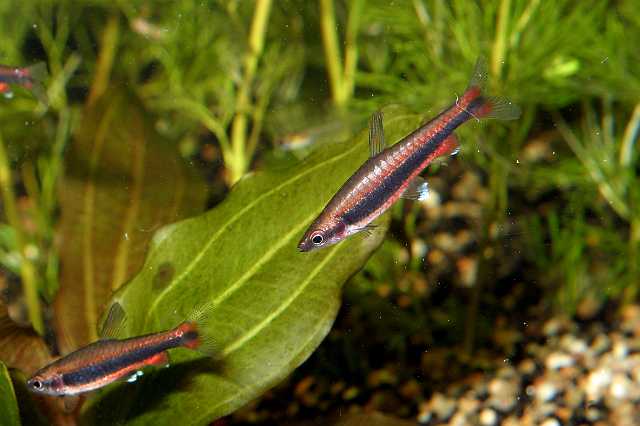 FH_ZA_2505(Nannostomus beckfordi).jpg